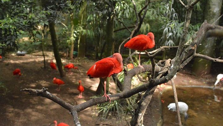Private Car and Guide to Iguassu Falls Brazilian Side and Bird Park, Foz do Iguacu (4/12)