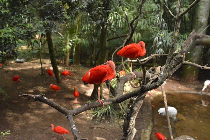 Private Car and Guide to Iguassu Falls Brazilian Side and Bird Park, Foz do Iguacu (4/12)