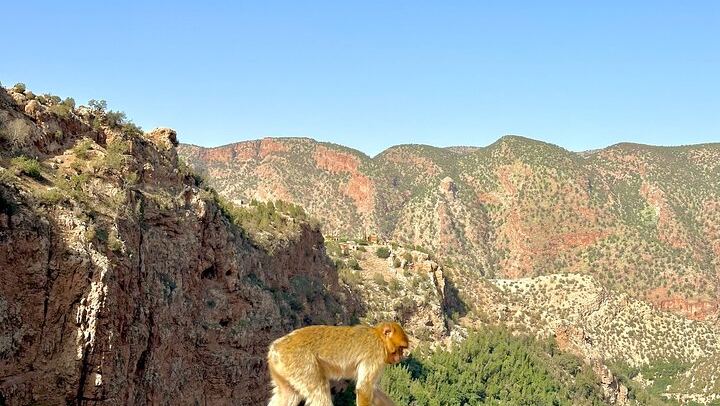 Ouzoud Waterfalls Shared Day Tour from Marrakech, Groups up to 17 with Boat Ride (3/11)