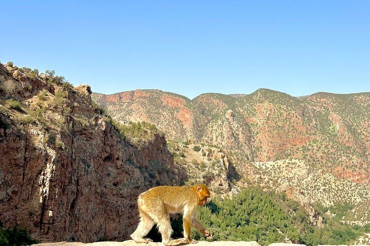 Ouzoud Waterfalls Shared Day Tour from Marrakech, Groups up to 17 with Boat Ride (3/11)