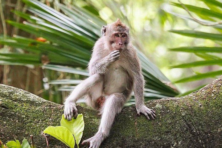 Ubud Private Guided Tour: Monkey Forest, Gunung Kawi Sebatu and Tegenungan Waterfall (12/12)