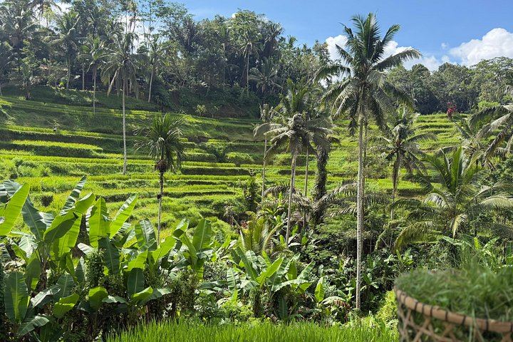 Ubud Private Guided Tour: Monkey Forest, Gunung Kawi Sebatu and Tegenungan Waterfall (9/12)