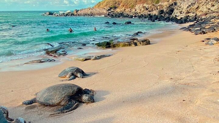 Half-Day Road to Hana by 2025 Mercedes Sprinter: Banana Bread, Turtles and Waterfall Swim (1/12)