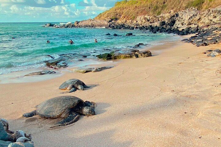 Half-Day Road to Hana by 2025 Mercedes Sprinter: Banana Bread, Turtles and Waterfall Swim (1/12)