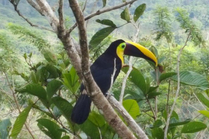 Guided 4-Hour Jaco Waterfall Hike from Jaco Walk with Trailhead Transfer (7/8)