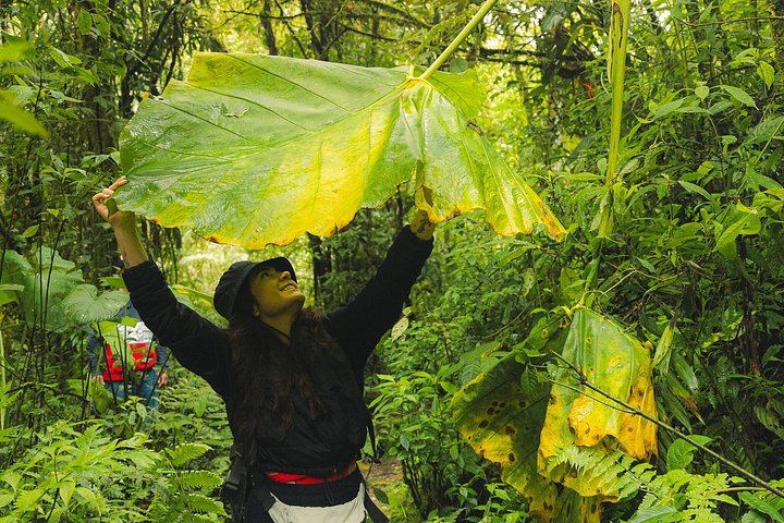 Los Salados Cloud Forest Hike to Chorro de las Campanas from El Poblado (3/12)