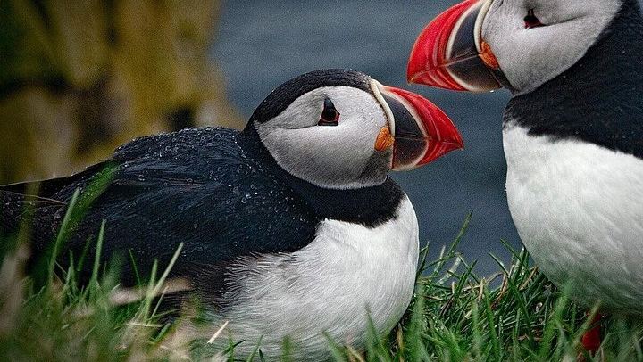 Private South Coast Tour by Suburban SUV or Sprinter Van from Reykjavik (1/5)