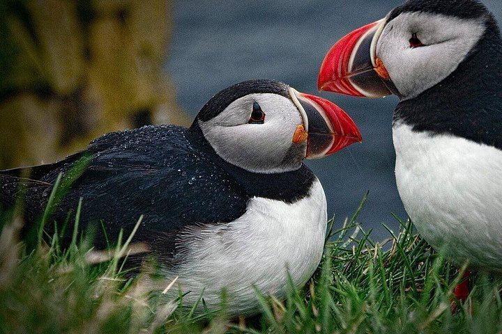 Private South Coast Tour by Suburban SUV or Sprinter Van from Reykjavik (1/5)