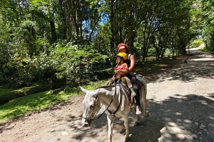 Horseback Ride on Trails Away from Roads to La Fortuna Waterfall, Entrance Included (5/10)