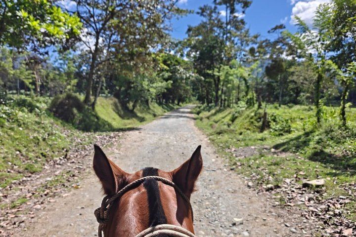 Horseback Ride on Trails Away from Roads to La Fortuna Waterfall, Entrance Included (3/10)