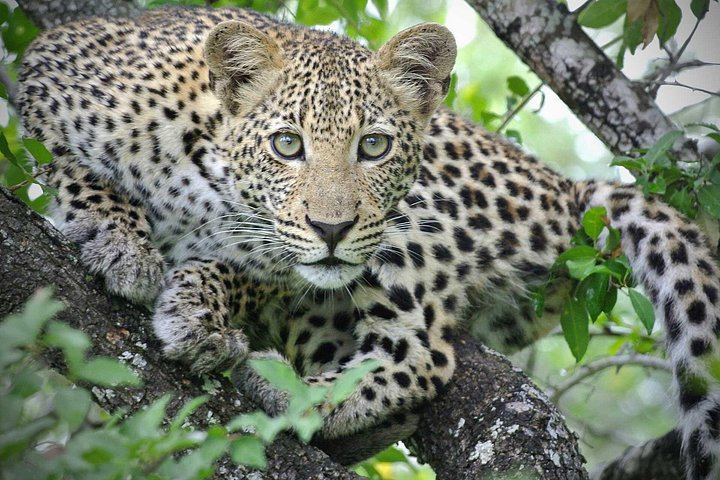 Victoria Falls and Hwange 5-Day Safari With Sunset Cruise and Full-Day Game Drive (6/6)