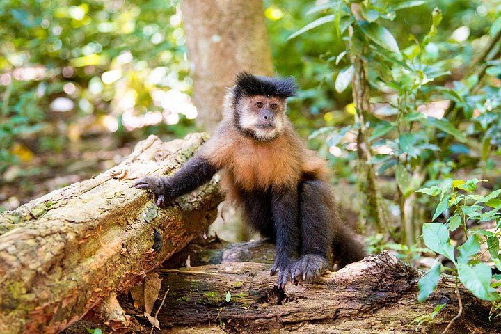 2-Day Iguazu Falls Tour from Puerto Iguazu, Both Sides, Bilingual Guide and Transfers (12/12)