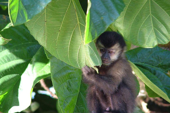 3-Day Iguazu Falls Tour from Puerto Iguazu, Shared Service, 2 Nights Hotel and Breakfast (7/12)