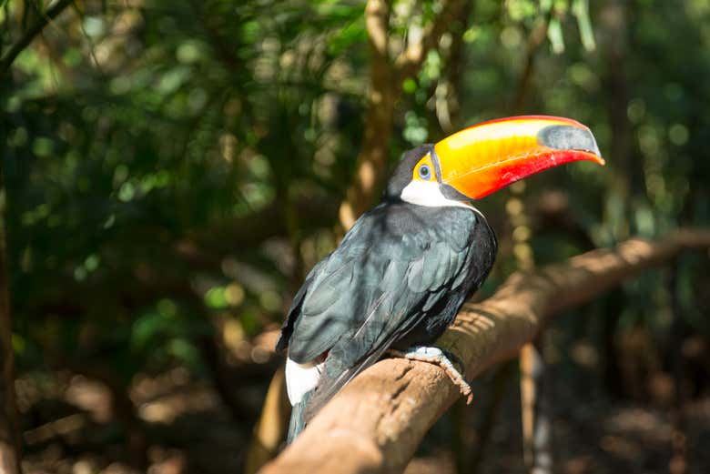 Six-Hour Guided Brazilian Side of Iguassu Falls with Foz do Iguacu Hotel Pickup (5/7)