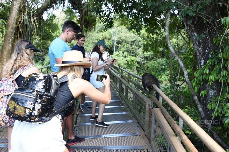 Iguazu Falls Argentina from Puerto Iguazu: Upper and Lower Trails, Optional Speedboat (7/7)