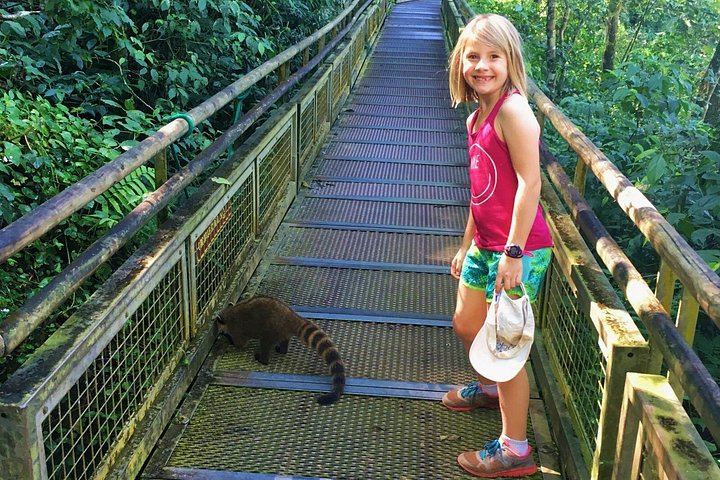 Iguazu Falls Day Tour from Puerto Iguazu with Train, Jungle Truck and Boat (6/12)