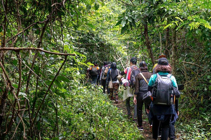 Seven-Hour Foraging Hike in Dominica: Middleham Falls, Ti Tou Gorge, Hot Springs (10/12)