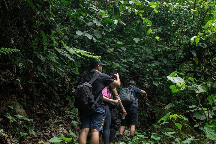 Seven-Hour Foraging Hike in Dominica: Middleham Falls, Ti Tou Gorge, Hot Springs (11/12)