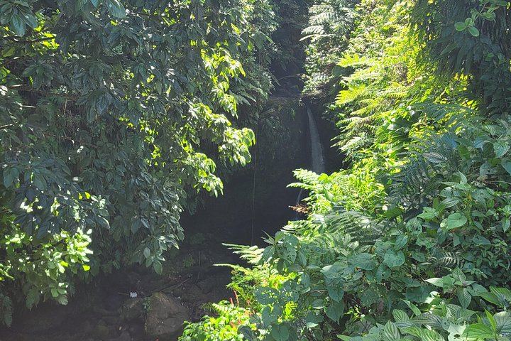 Private Dominica Waterfalls Tour with Autop Tours: Freshwater Lake to Morne Bruce (12/12)