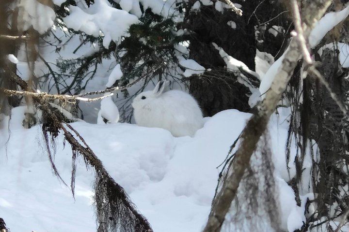 Johnston Canyon Ice Walk: Frozen Falls with Radventures, Van Groups of 10 Max (11/12)