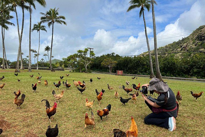 Kauai Eastside Waterfalls and Local Grinds Small-Group Tour: Wailua Falls and Fishpond (12/12)