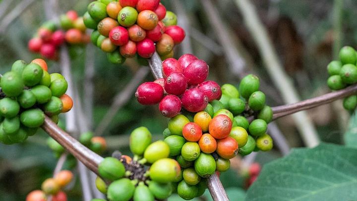 Materuni Village Walk, Waterfall and Coffee with Hot Local Lunch from Arusha or Moshi (4/12)