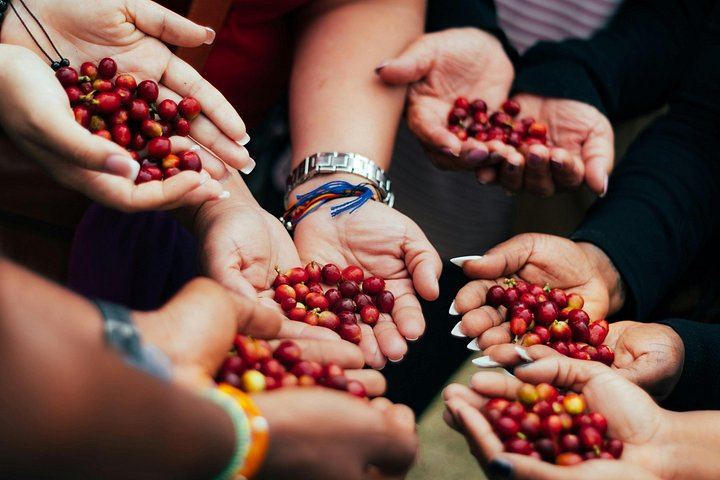 Materuni Village Walk, Waterfall and Coffee with Hot Local Lunch from Arusha or Moshi (5/12)