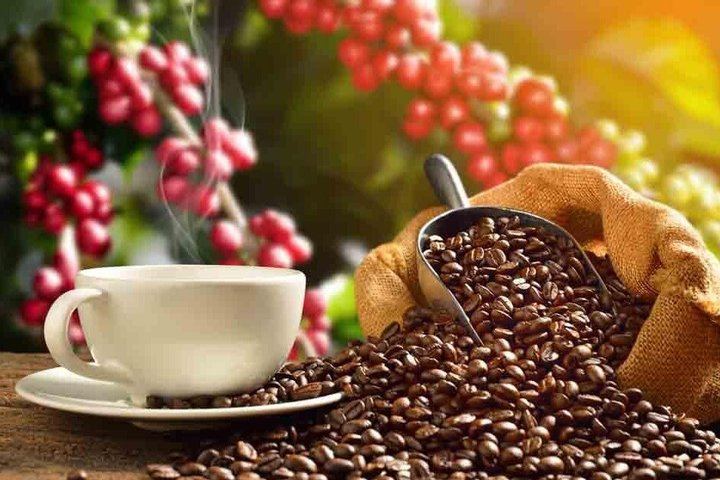 Materuni Village Walk, Waterfall and Coffee with Hot Local Lunch from Arusha or Moshi (10/12)