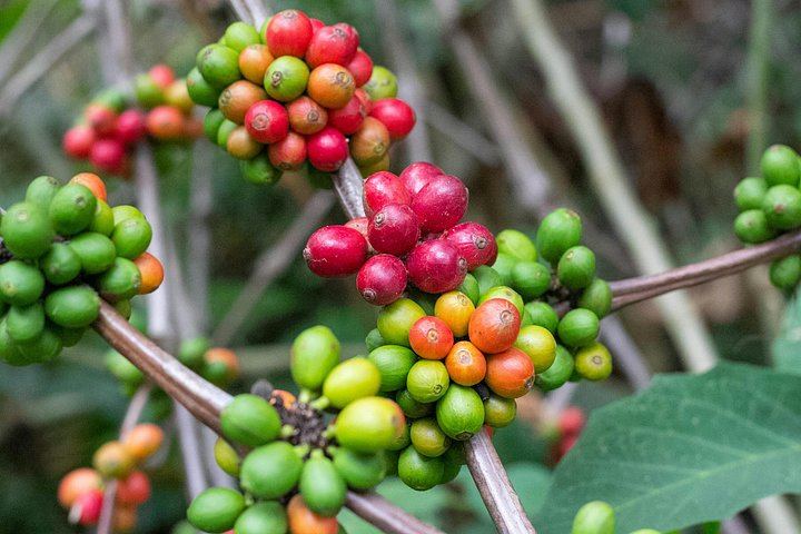 Materuni Village Walk, Waterfall and Coffee with Hot Local Lunch from Arusha or Moshi (4/12)