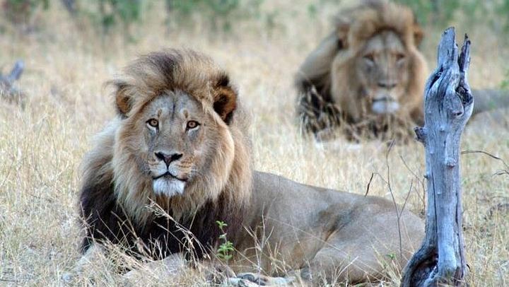 Victoria Falls Rainforest Walk and Hwange 5-Day Accommodated Safari (3/5)