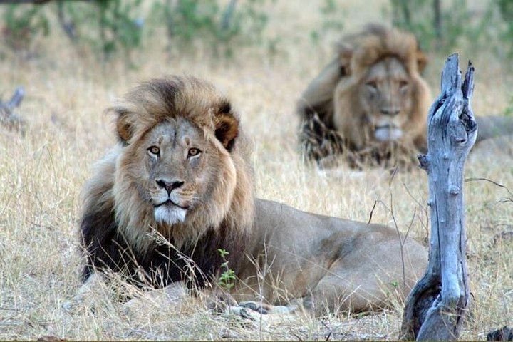 Victoria Falls Rainforest Walk and Hwange 5-Day Accommodated Safari (3/5)