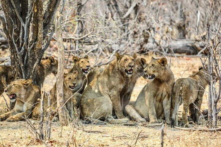 Victoria Falls and Chobe 3-Day Tour With Airport Transfers and Park Fees Included (12/12)