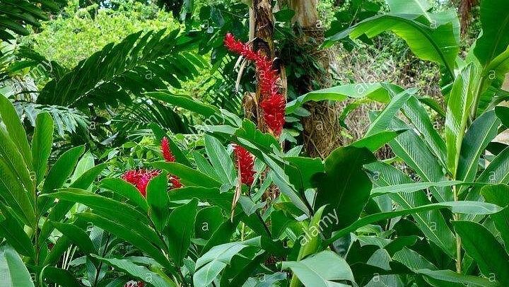 Private Konoko Falls and Blue Hole Combo Tour from Ocho Rios for Cruise Passengers (2/12)