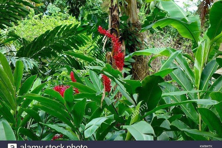 Private Konoko Falls and Blue Hole Combo Tour from Ocho Rios for Cruise Passengers (2/12)