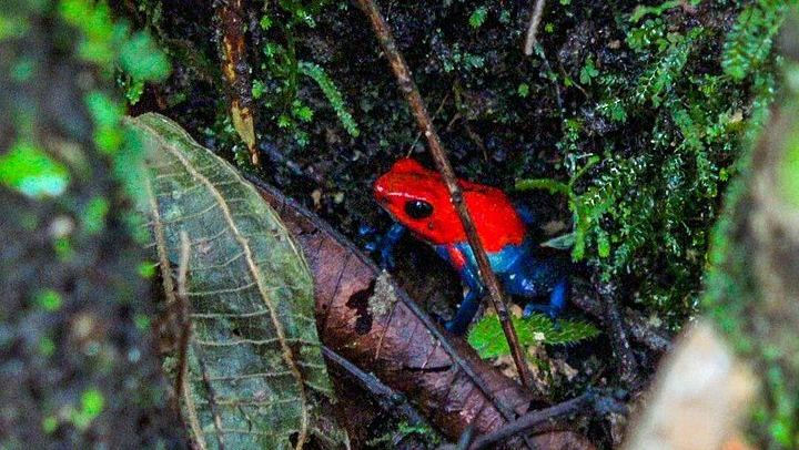 La Fortuna Waterfall Guided Hike with Farm-to-Table Lunch at La Finquita Farm (4/6)