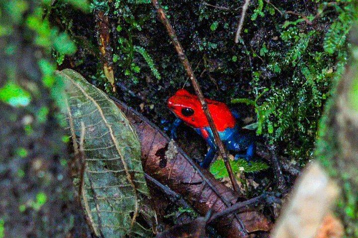La Fortuna Waterfall Guided Hike with Farm-to-Table Lunch at La Finquita Farm (4/6)