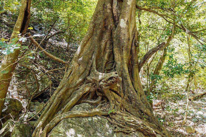 La Leona Waterfall Private Hike with Costa Rican Lunch and Hotel Pickup (6/12)