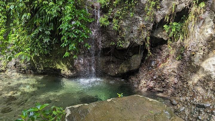 Seven-Hour Foraging Hike in Dominica: Middleham Falls, Ti Tou Gorge, Hot Springs (4/12)