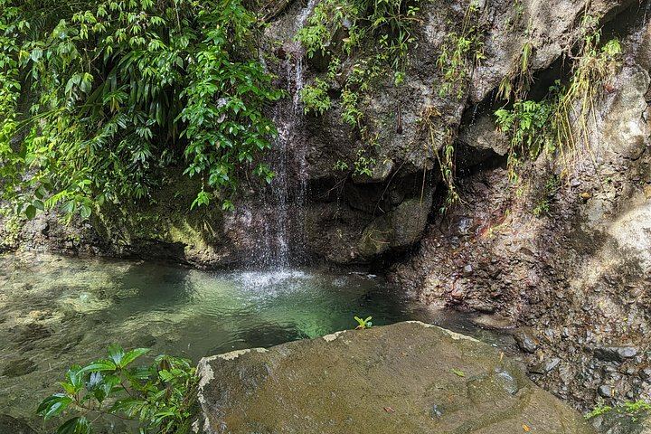 Seven-Hour Foraging Hike in Dominica: Middleham Falls, Ti Tou Gorge, Hot Springs (4/12)