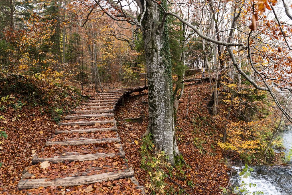 Wooden steps covered in red and yellow leaves beside a stream at Plitvice Lakes National Park, Croatia