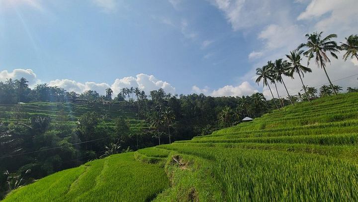 Lemukih Village Trek with Natural Waterslide, Water Jump, Sekumpul and Fiji Falls (4/12)