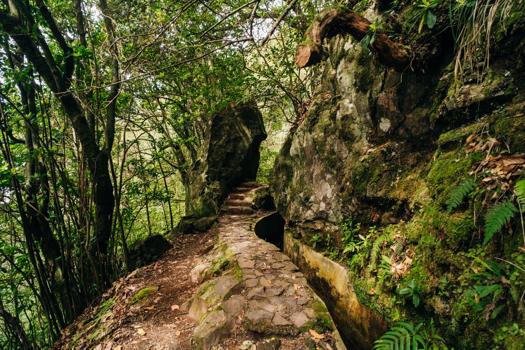 Stone path beside a moss-lined levada channel in a Madeira forest