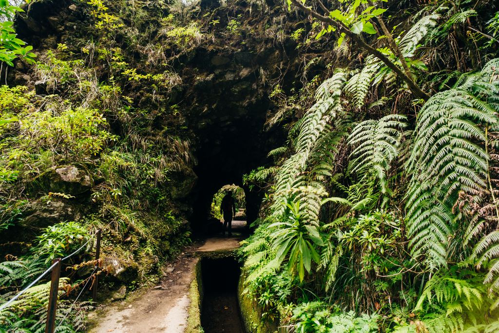 Levada tunnel framed by tree ferns on a Madeira walking trail