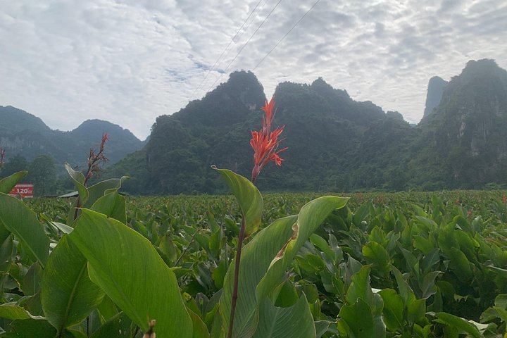 Ban Gioc Waterfall and Cao Bang Geopark 2D2N Car and Motorbike Trip from Hanoi (12/12)