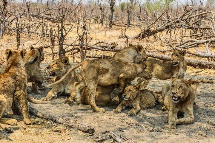 Victoria Falls and Chobe 3-Day Tour With Airport Transfers and Park Fees Included (10/12)