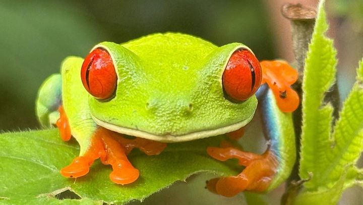 Llanos del Cortez Waterfall, Tropical Forest Wildlife and Volcanic Mud Exfoliation Tour (1/12)