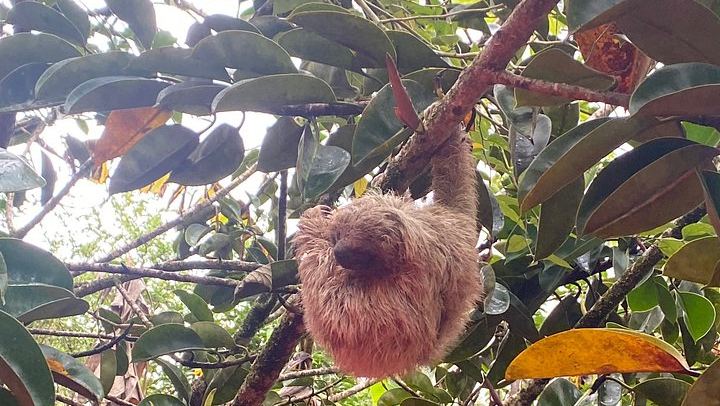Llanos del Cortez Waterfall, Tropical Forest Wildlife and Volcanic Mud Exfoliation Tour (2/12)