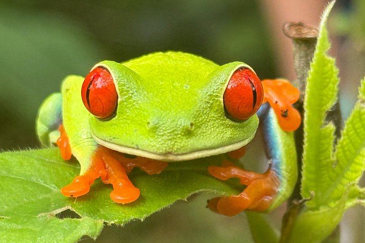 Llanos del Cortez Waterfall, Tropical Forest Wildlife and Volcanic Mud Exfoliation Tour (1/12)