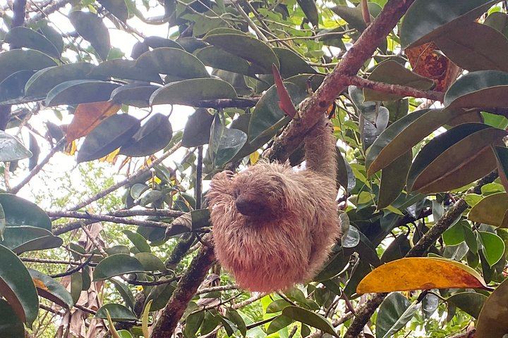 Llanos del Cortez Waterfall, Tropical Forest Wildlife and Volcanic Mud Exfoliation Tour (2/12)