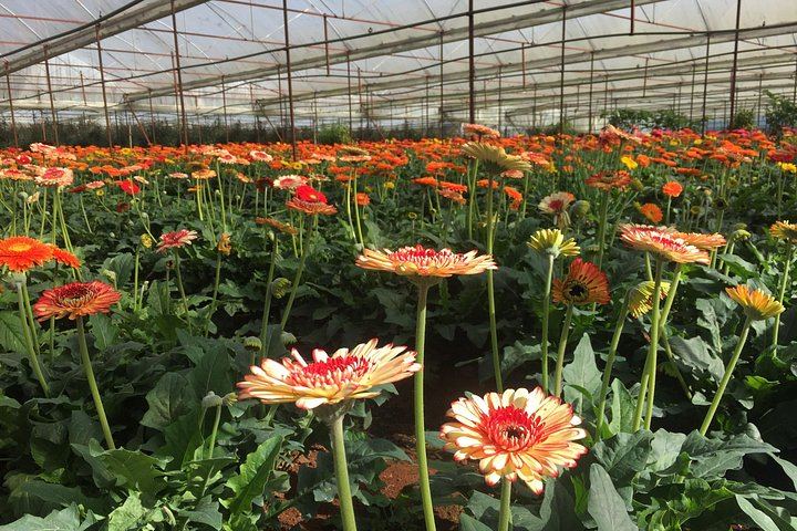 Dalat Countryside and Three Waterfalls Day: Flower Village, Silk Factory, Cricket Farm (7/9)